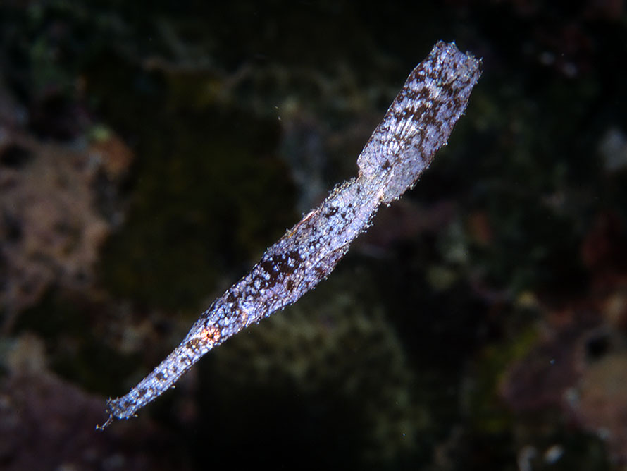 Solenostomus�cyanopterus